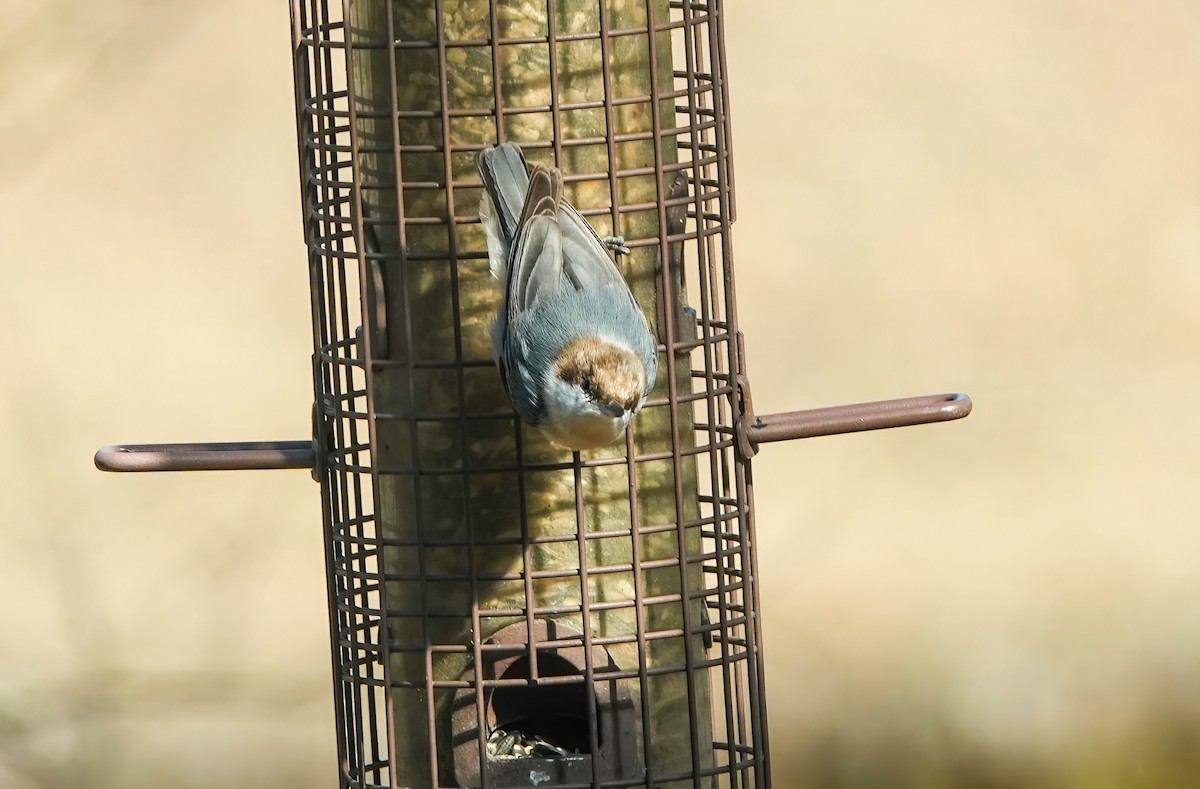 Brown-headed Nuthatch - ML648971006