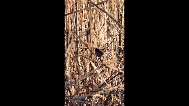 Болотная зонотрихия - ML648971117