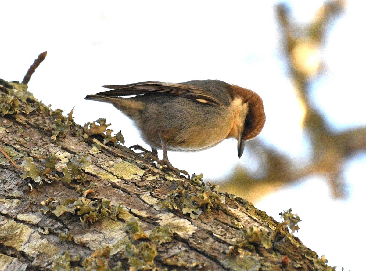 Brown-headed Nuthatch - ML648971119