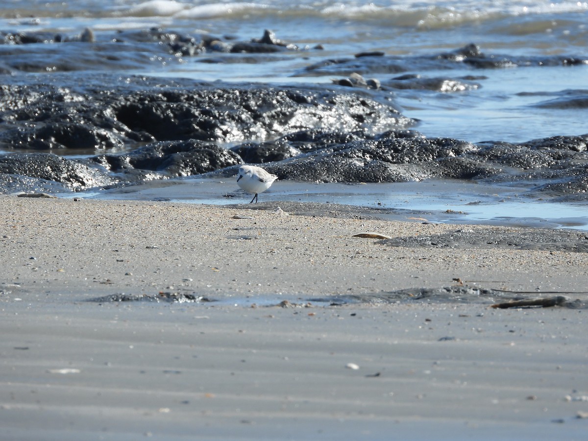 三趾濱鷸 - ML648971125