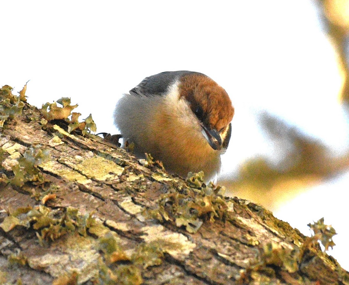 Brown-headed Nuthatch - ML648971129