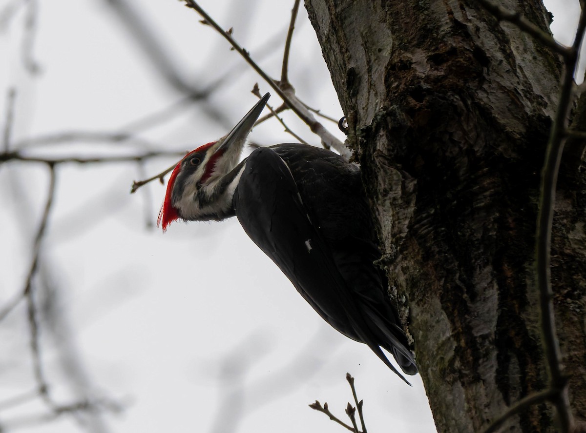 Pileated Woodpecker - ML648971317