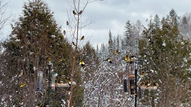 Вечерний дубонос - ML648971370