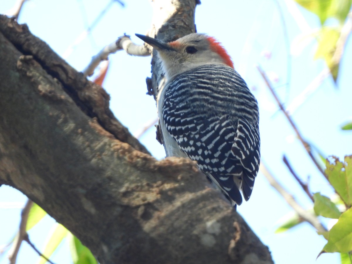 Red-bellied Woodpecker - ML648971454