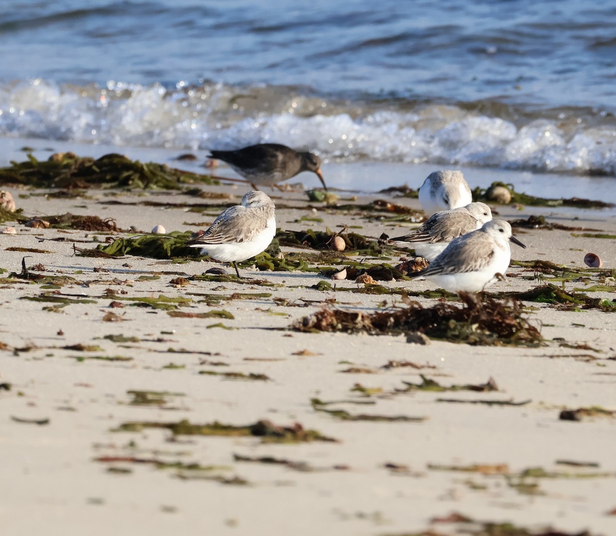 三趾濱鷸 - ML648971560