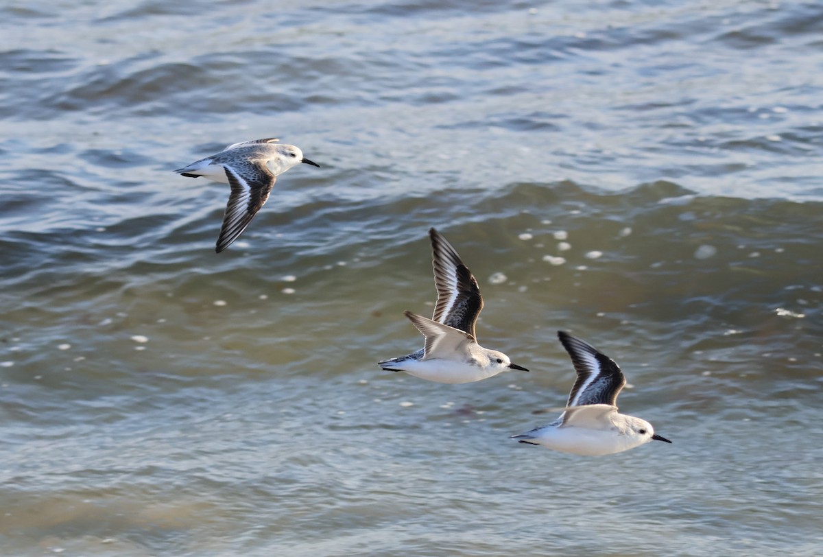 三趾濱鷸 - ML648971561