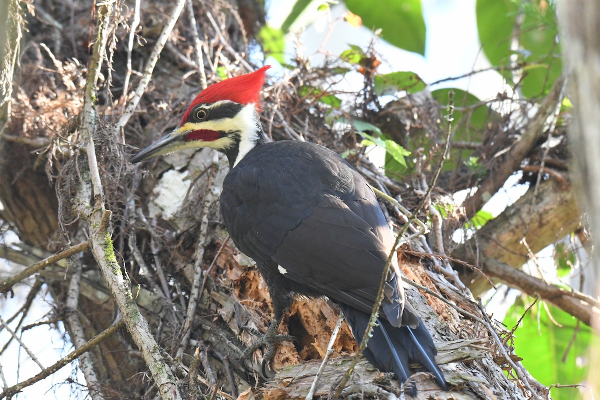 Pileated Woodpecker - ML648971621