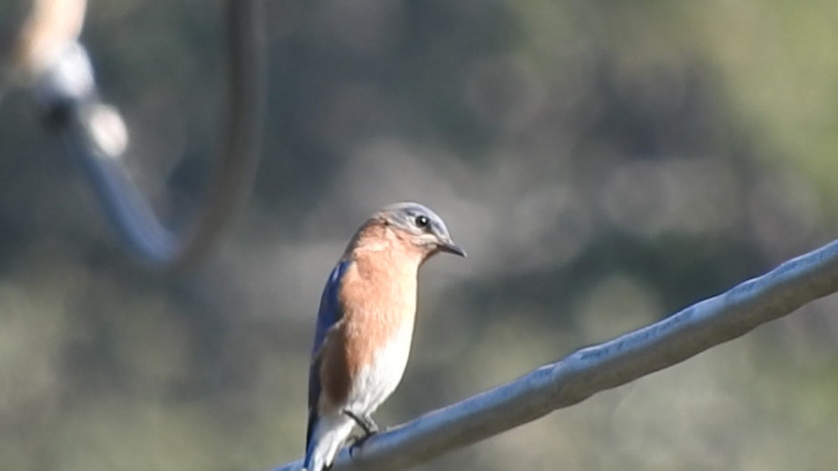 Azulejo Oriental - ML648971708