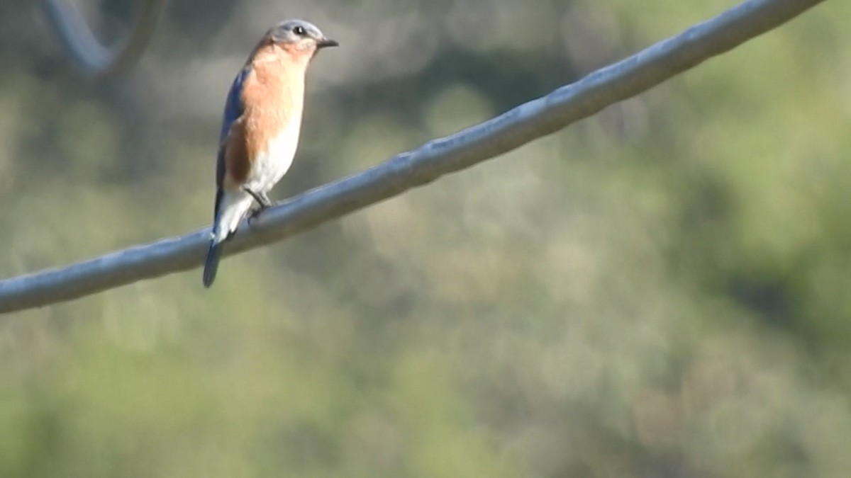 Azulejo Oriental - ML648971710