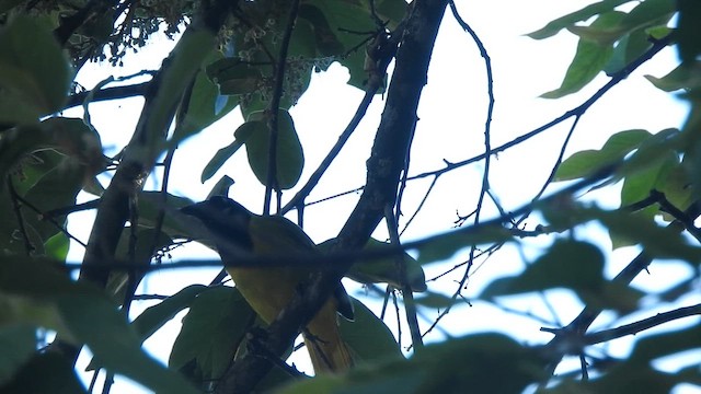 Перуанская сойка - ML648971765