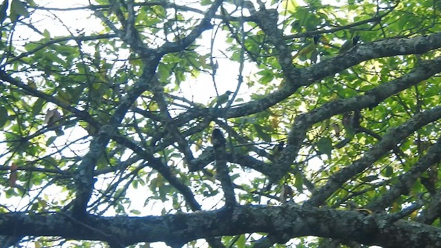 Перуанская сойка - ML648971766