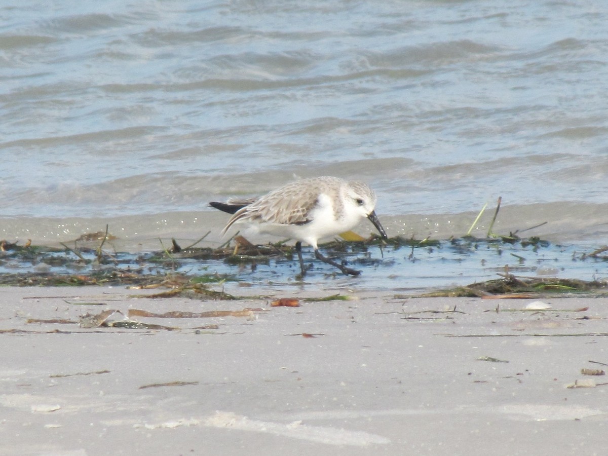 三趾濱鷸 - ML648971768