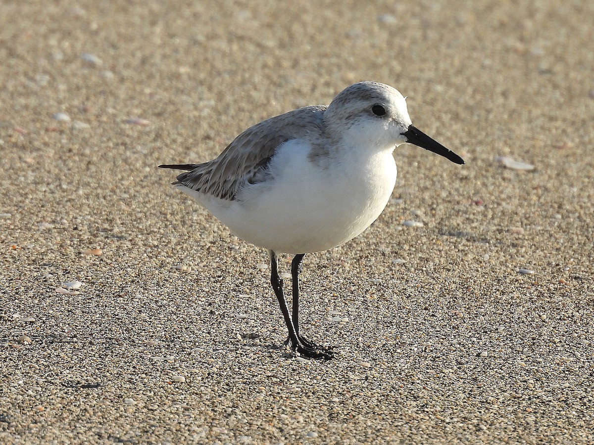 三趾濱鷸 - ML648971773