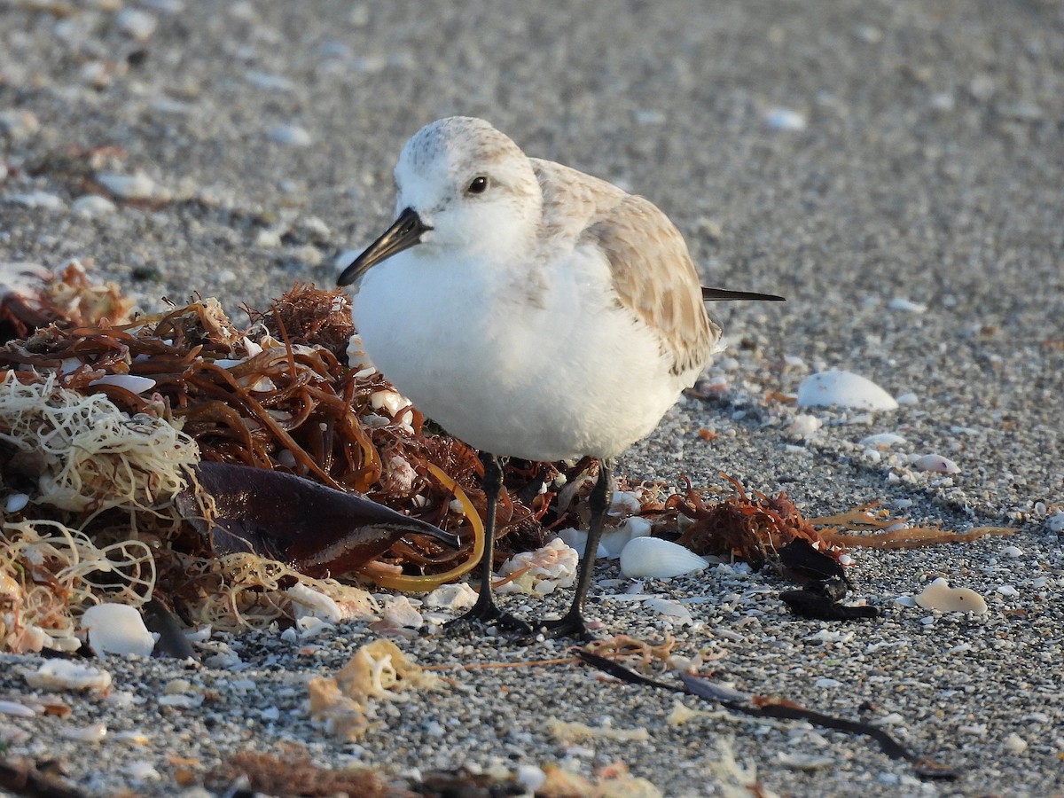 三趾濱鷸 - ML648971794
