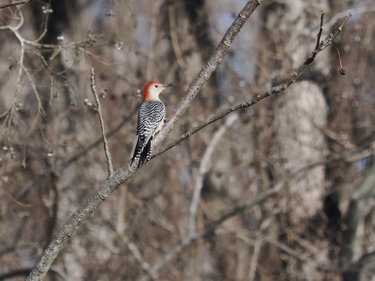 Red-bellied Woodpecker - ML648971832
