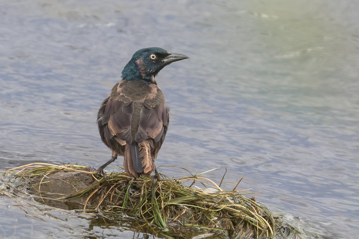 Common Grackle - ML648971900