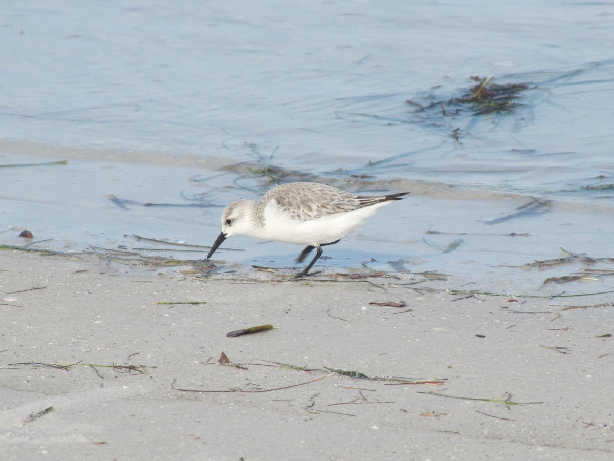 三趾濱鷸 - ML648971931