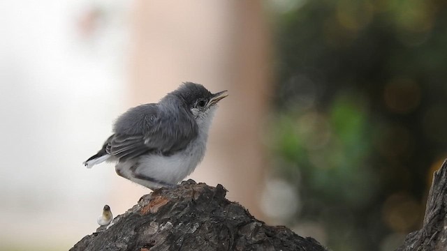 White-browed Gnatcatcher - ML648971954