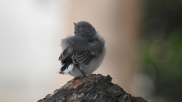 White-browed Gnatcatcher - ML648971963
