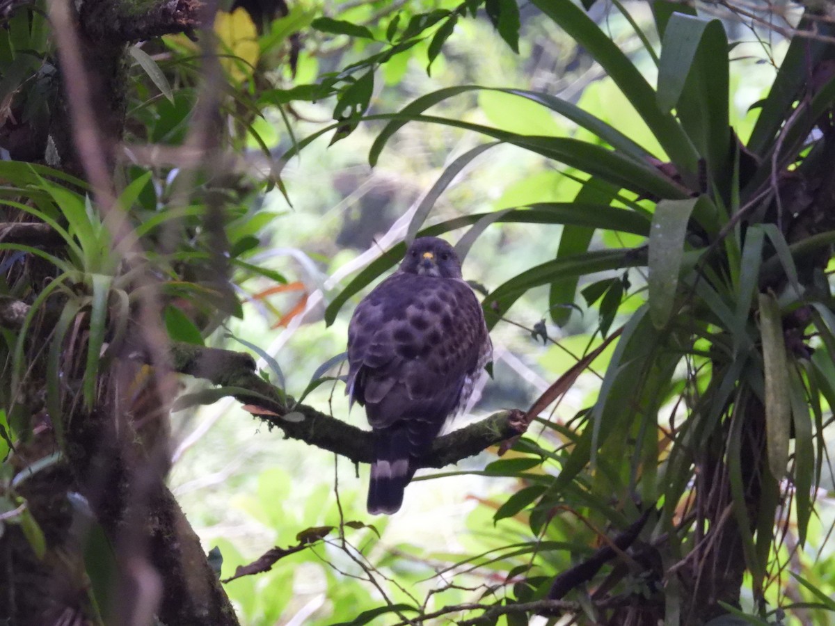 Busardo Aliancho - ML648971972