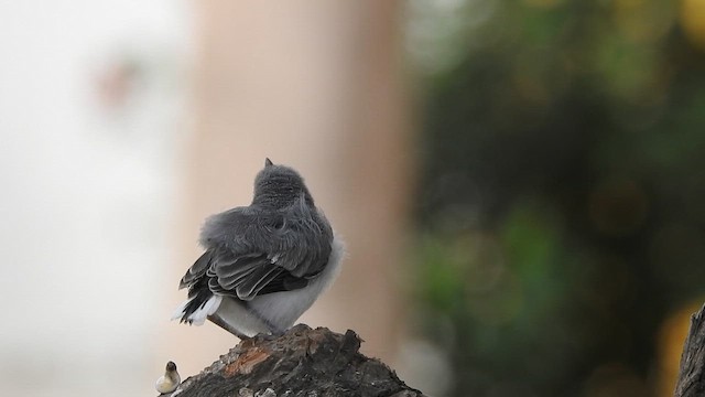 White-browed Gnatcatcher - ML648971991