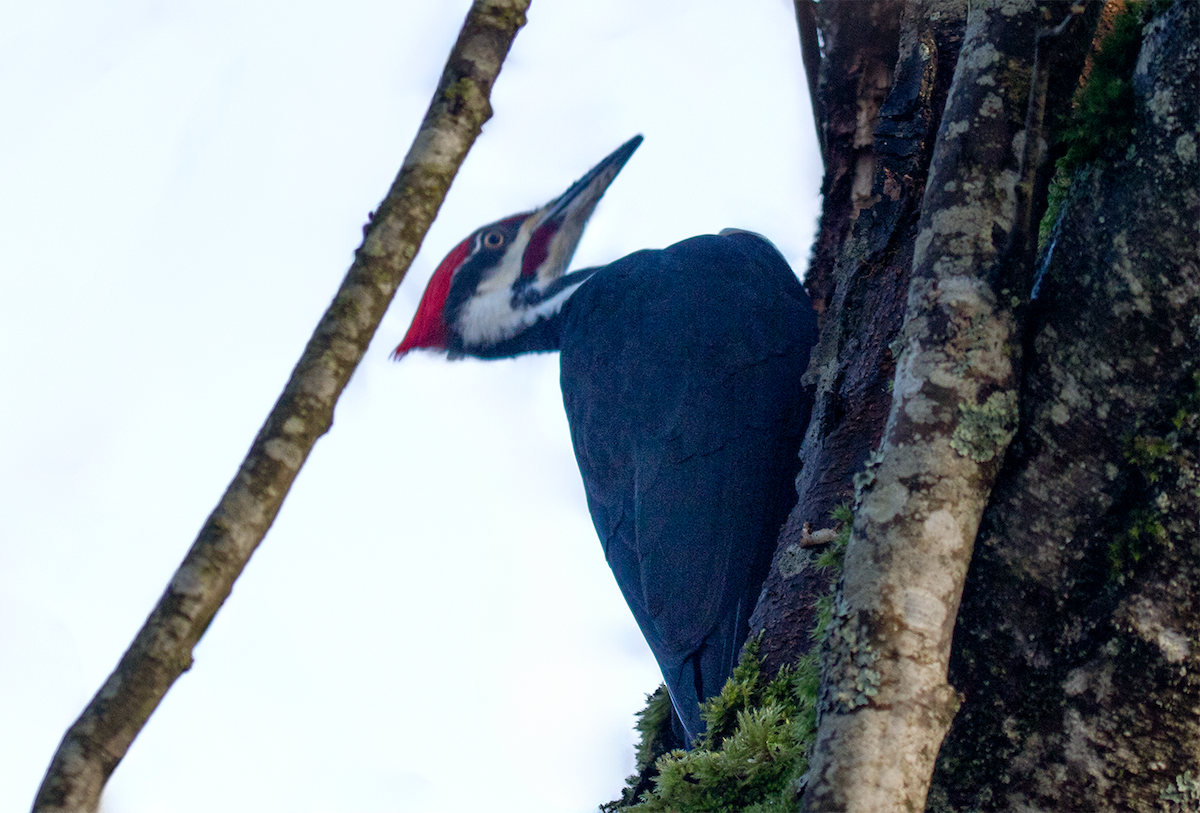 Pileated Woodpecker - ML648972134