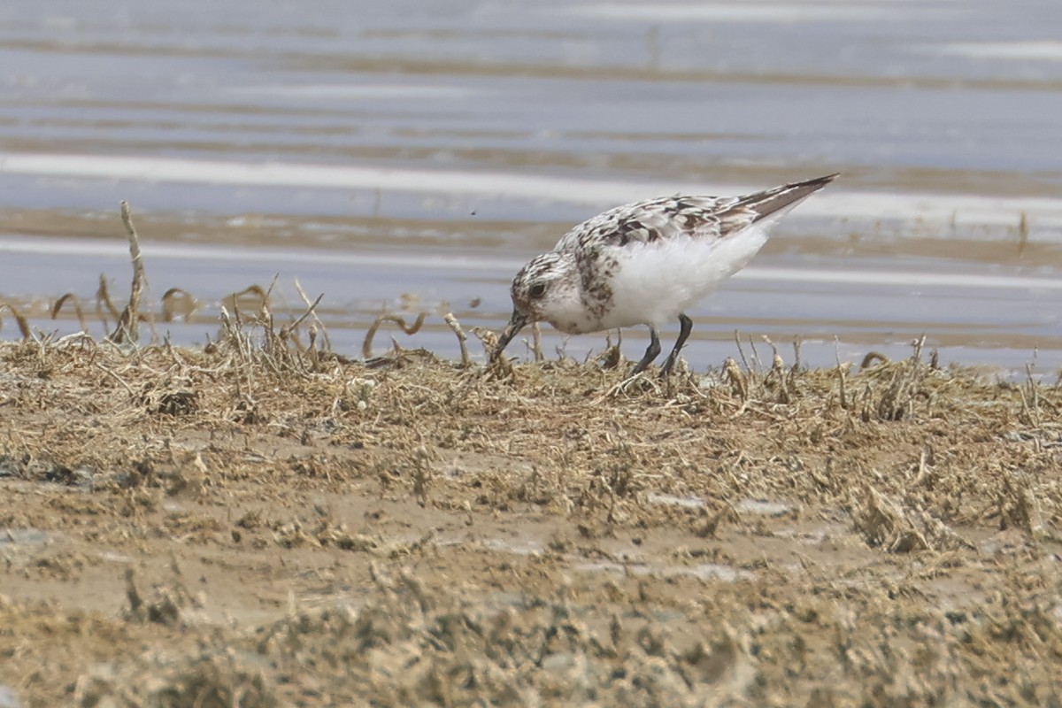 三趾濱鷸 - ML648972164