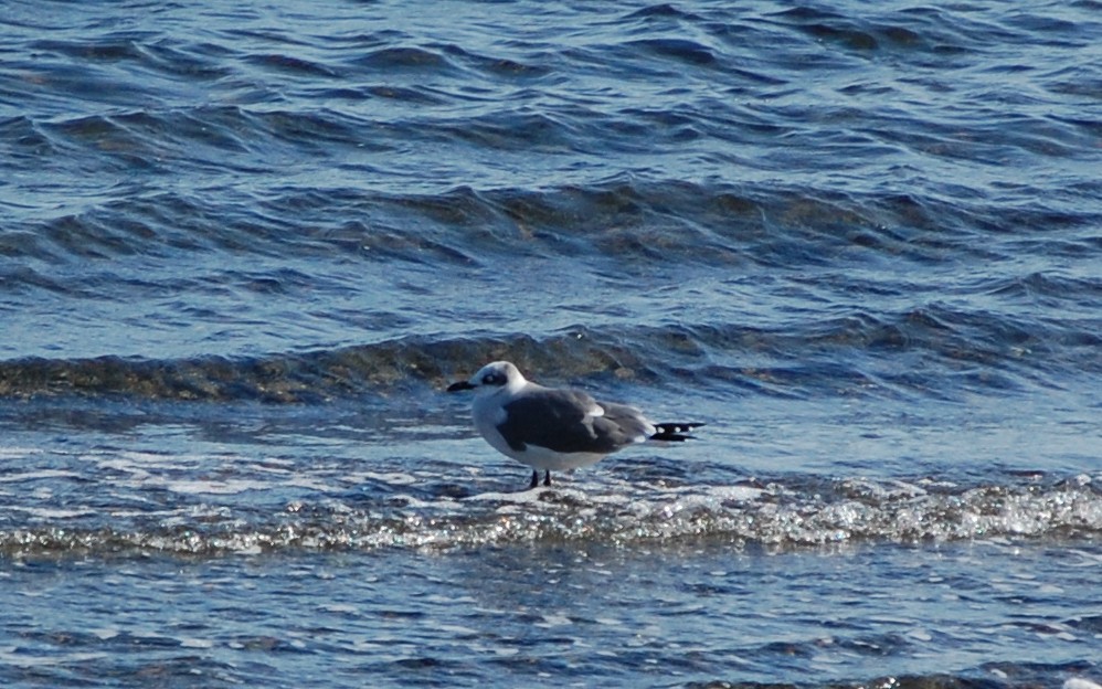 Laughing Gull - ML64897231
