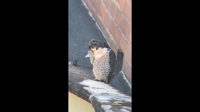 Сапсан - ML648972330