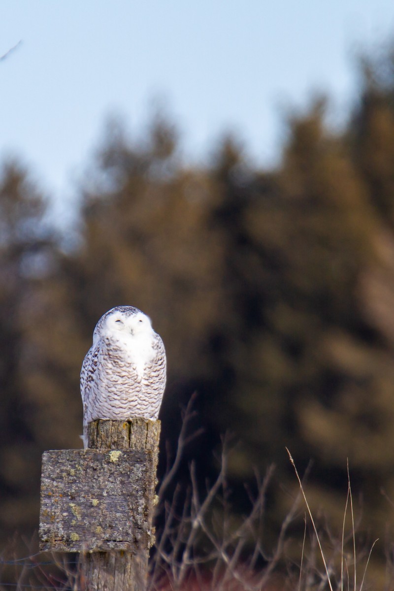 Elur-hontza - ML648972334