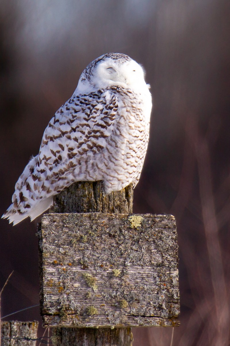 Elur-hontza - ML648972336