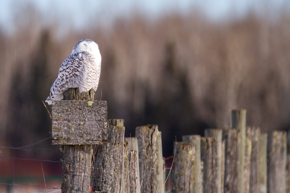 Elur-hontza - ML648972339