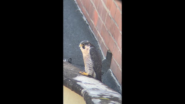 Peregrine Falcon - ML648972541