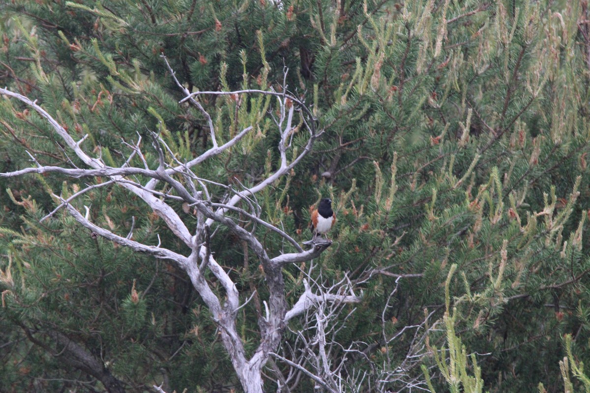 Toquí Flanquirrufo - ML648972558