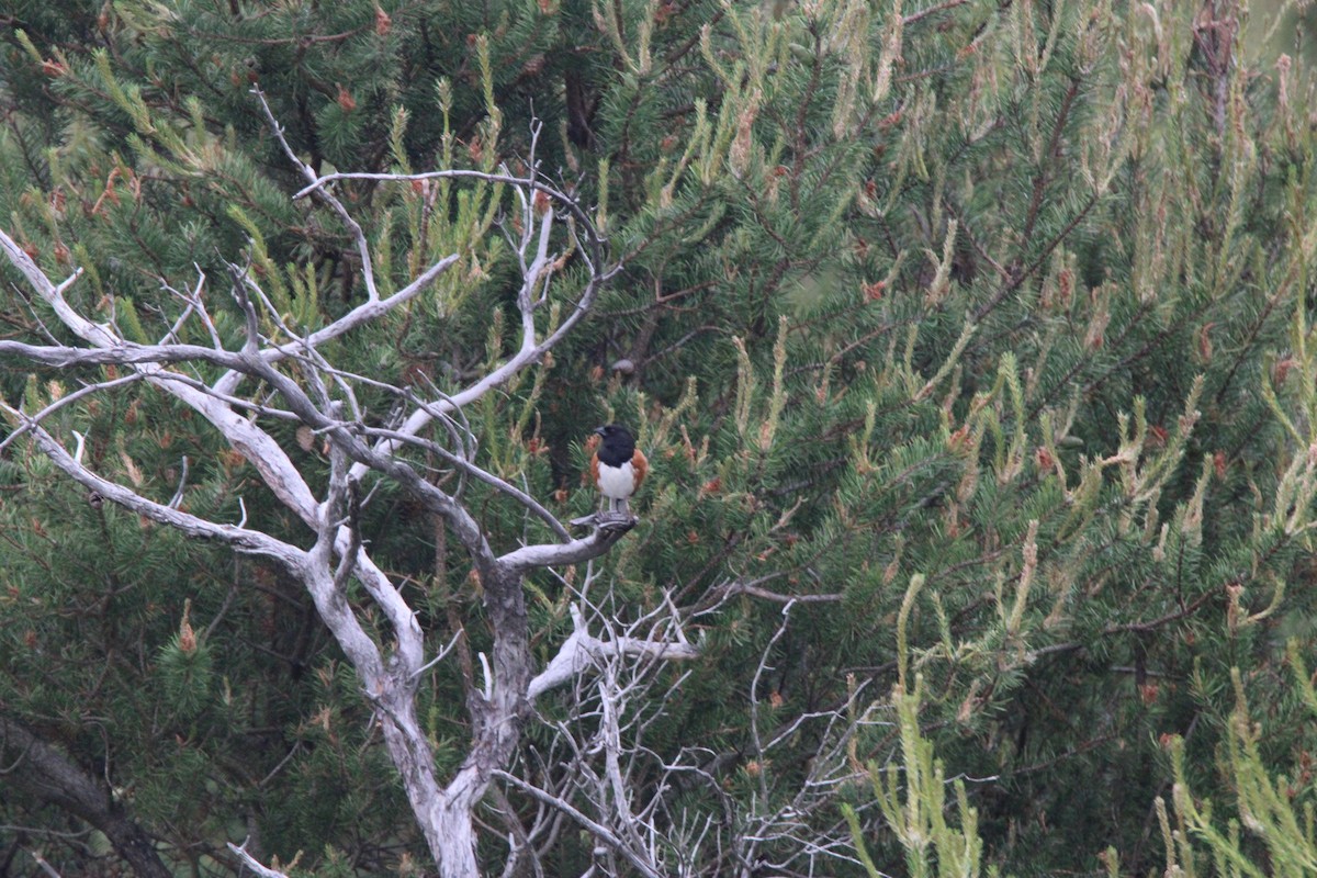 Toquí Flanquirrufo - ML648972559