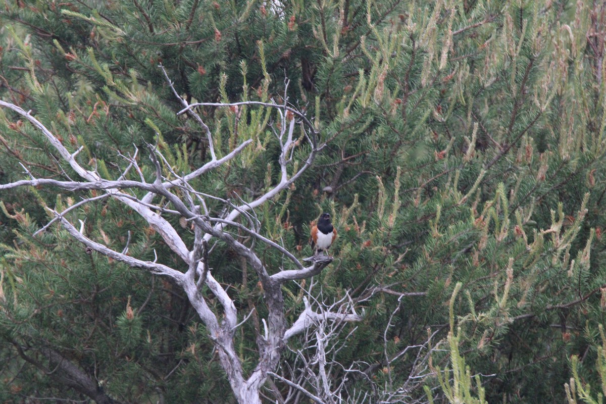 Toquí Flanquirrufo - ML648972560