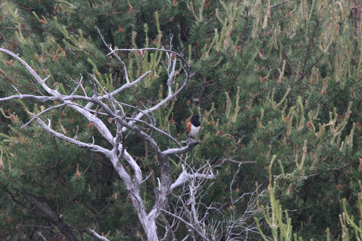 Toquí Flanquirrufo - ML648972561