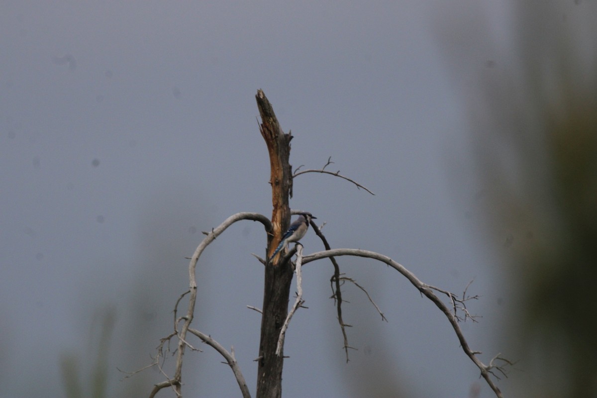 Chara Azul - ML648972597