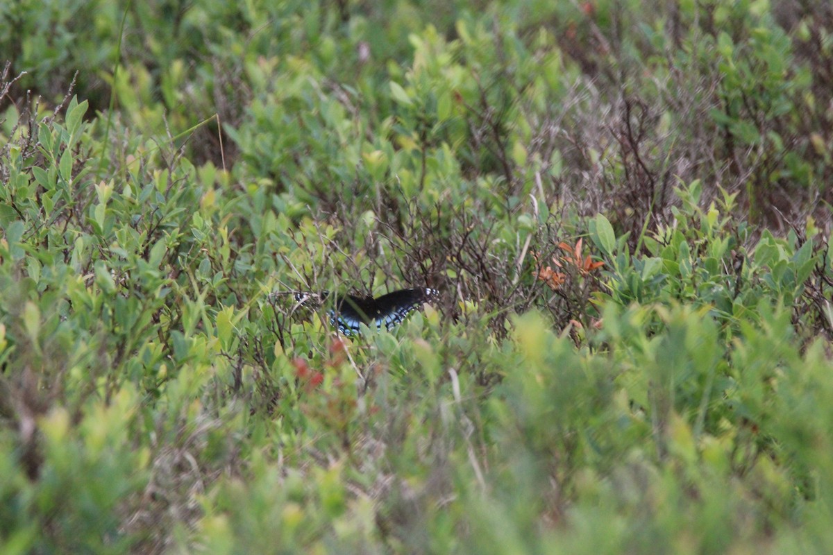 Mariposa almirante - ML648972641