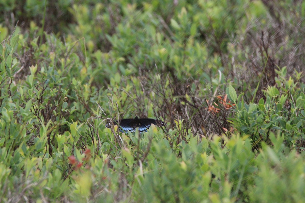 Mariposa almirante - ML648972642