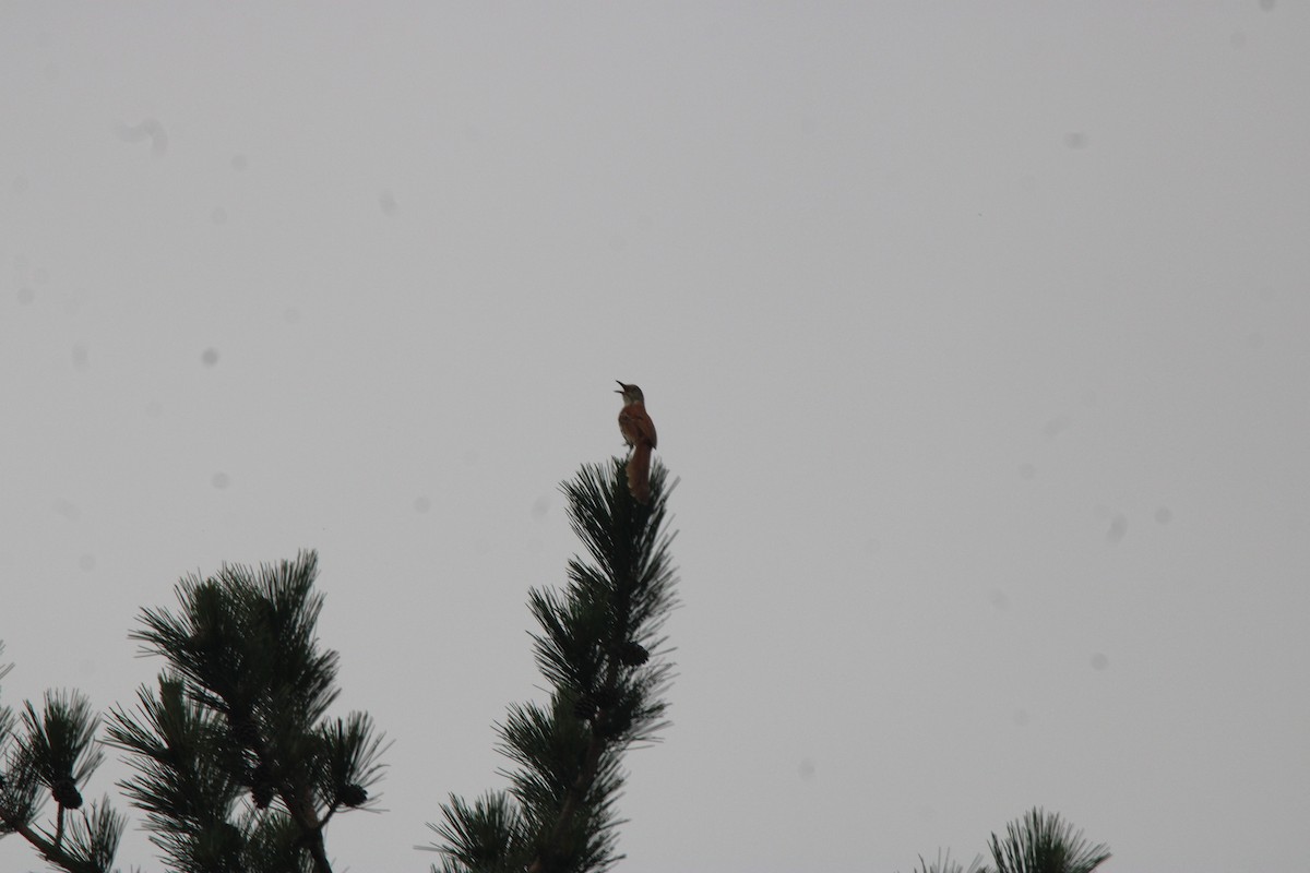 Cuitlacoche Rojizo - ML648972788