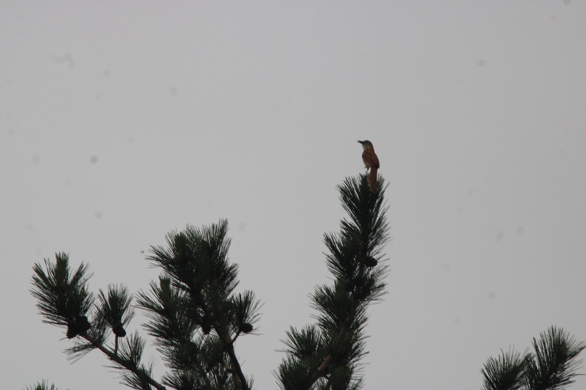 Cuitlacoche Rojizo - ML648972789