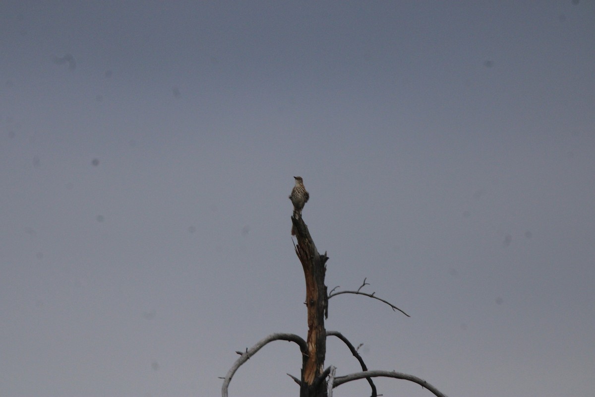 Cuitlacoche Rojizo - ML648972790