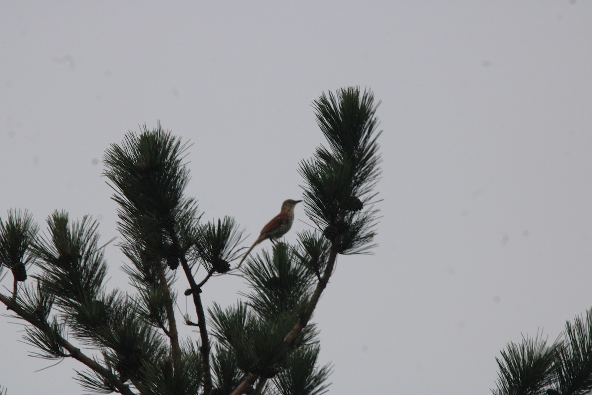 Cuitlacoche Rojizo - ML648972791