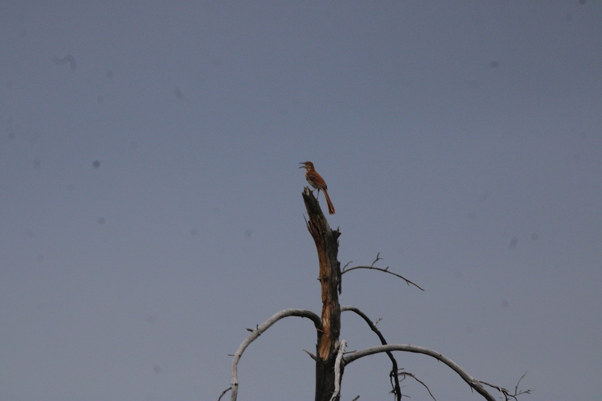 Cuitlacoche Rojizo - ML648972792