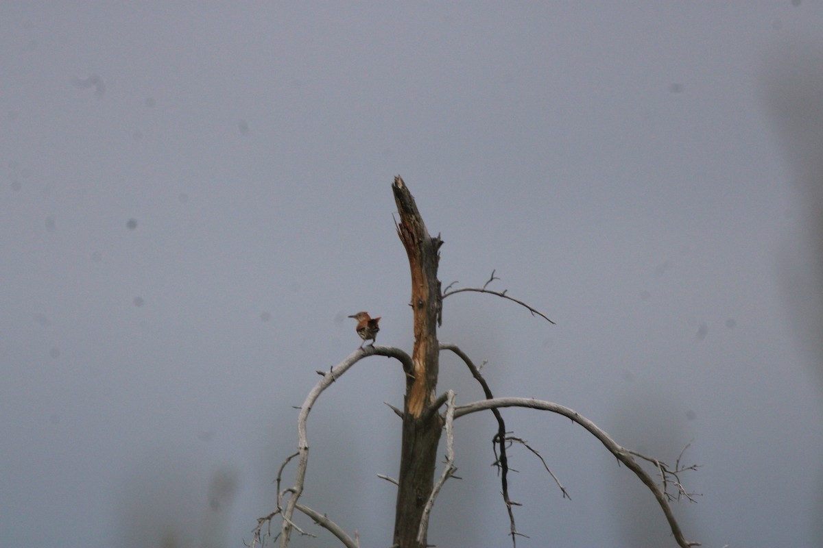 Cuitlacoche Rojizo - ML648972793