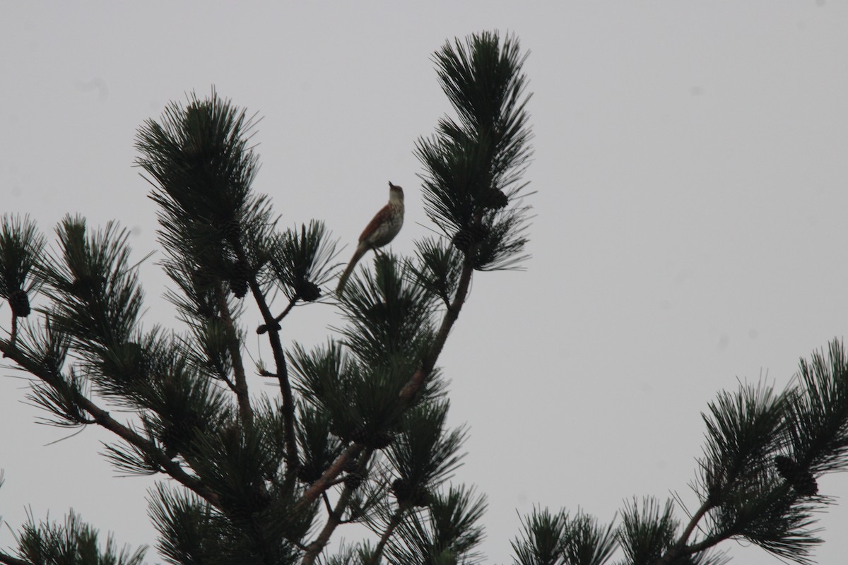 Cuitlacoche Rojizo - ML648972794