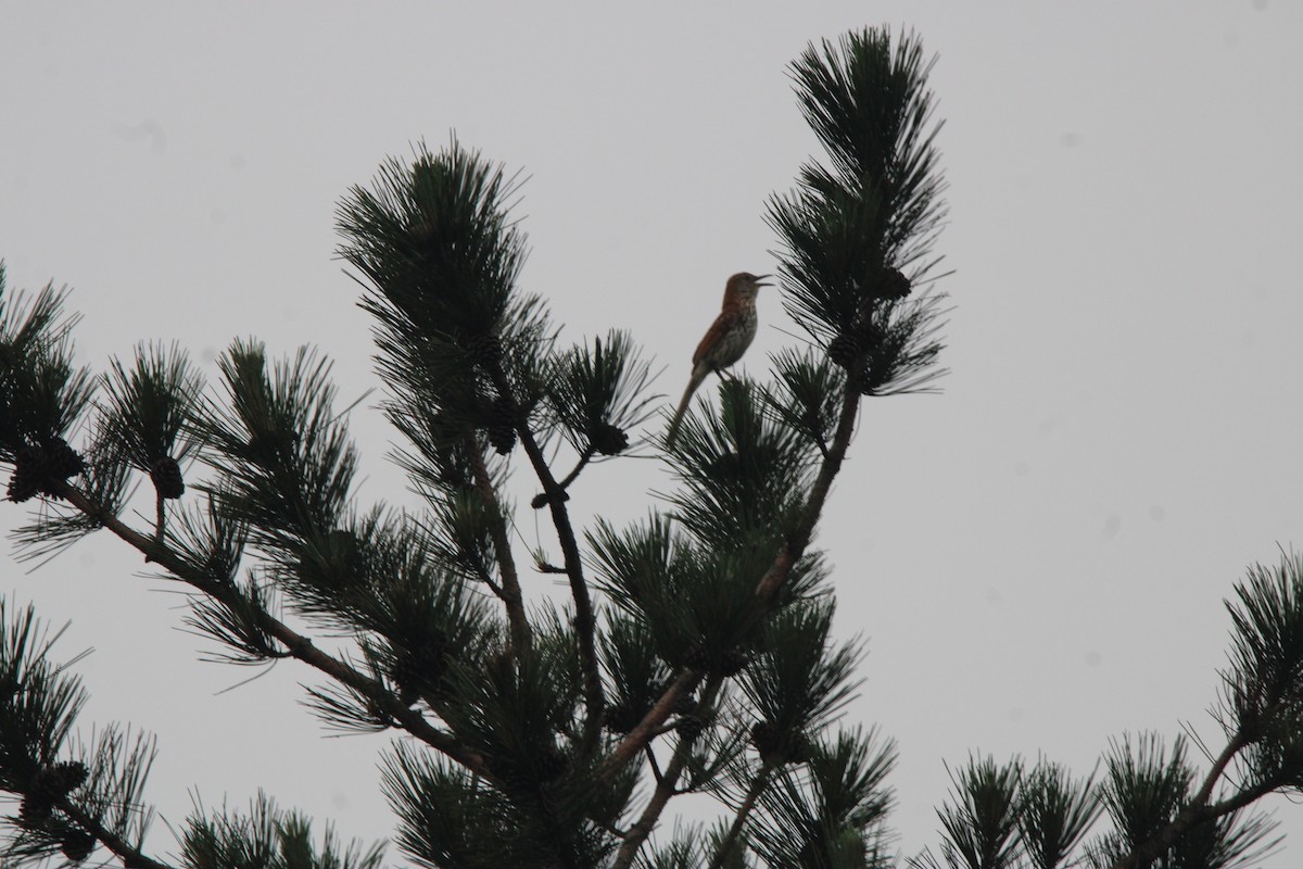 Cuitlacoche Rojizo - ML648972795