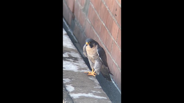 Peregrine Falcon - ML648972819