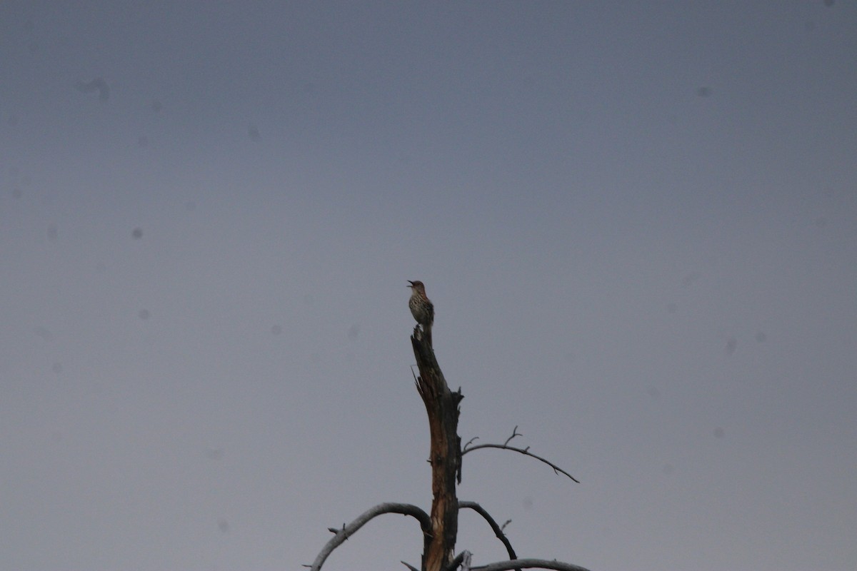 Cuitlacoche Rojizo - ML648972851